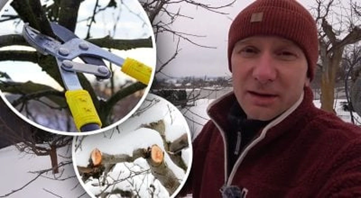 Jak przycinanie śpiących drzew owocowych zwiększa plony: Porady eksperta