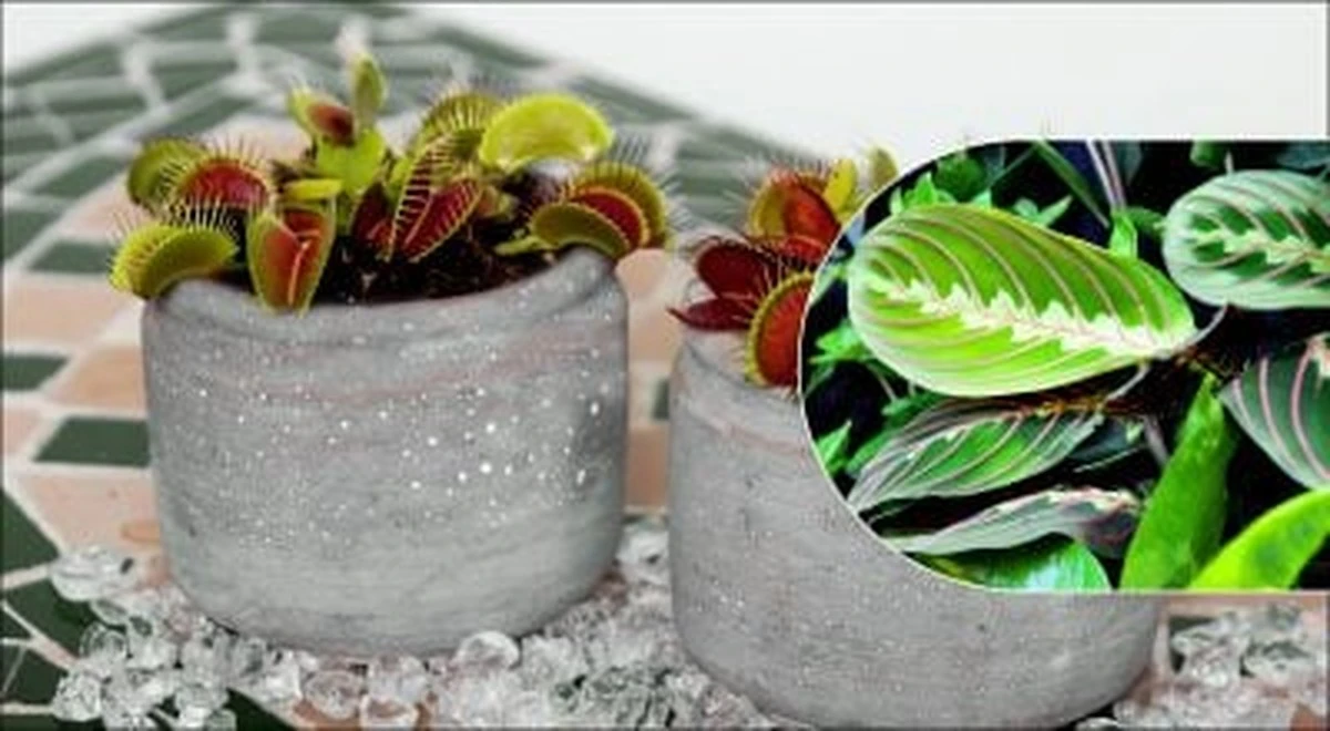 Tap water spells doom for your houseplants: 5 species that could die
