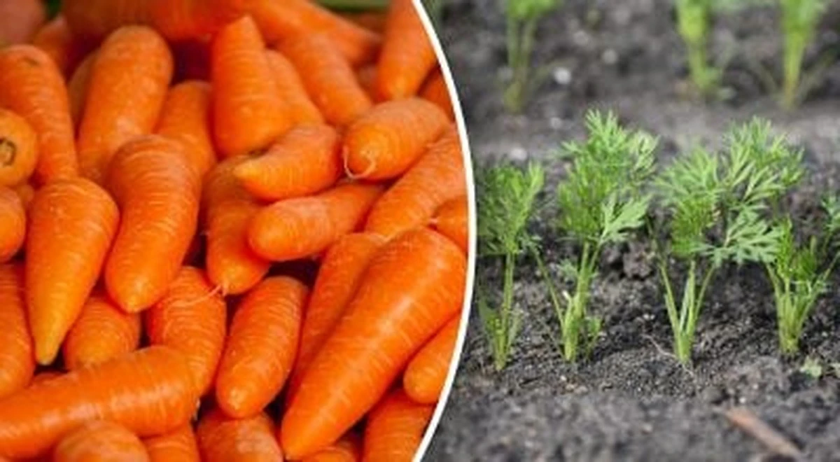 Idealni następcy dla marchewki: popraw glebę i zbierz bogatsze plony