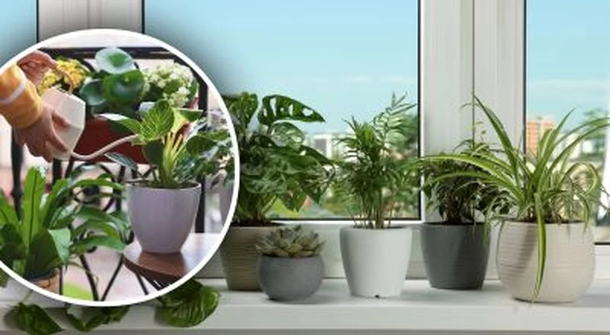 Dlaczego liście twoich roślin domowych żółkną? To nie starość, a woda, której używasz