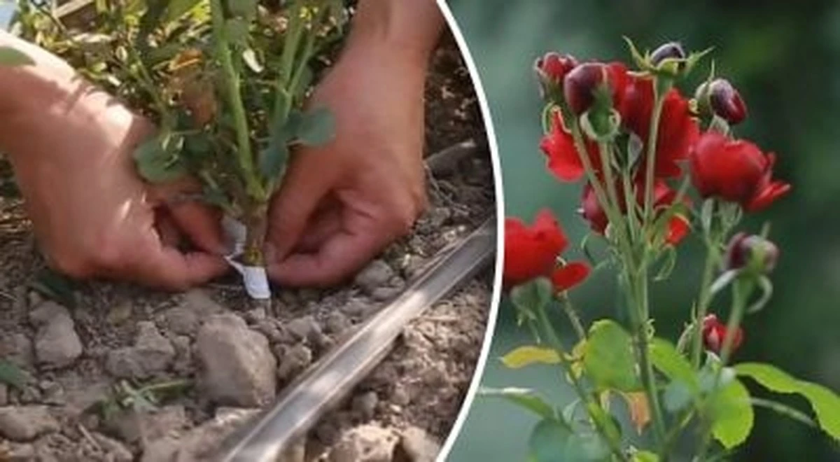 Najlepszy moment na cięcie róż według ekspertów: jak to zrobić poprawnie