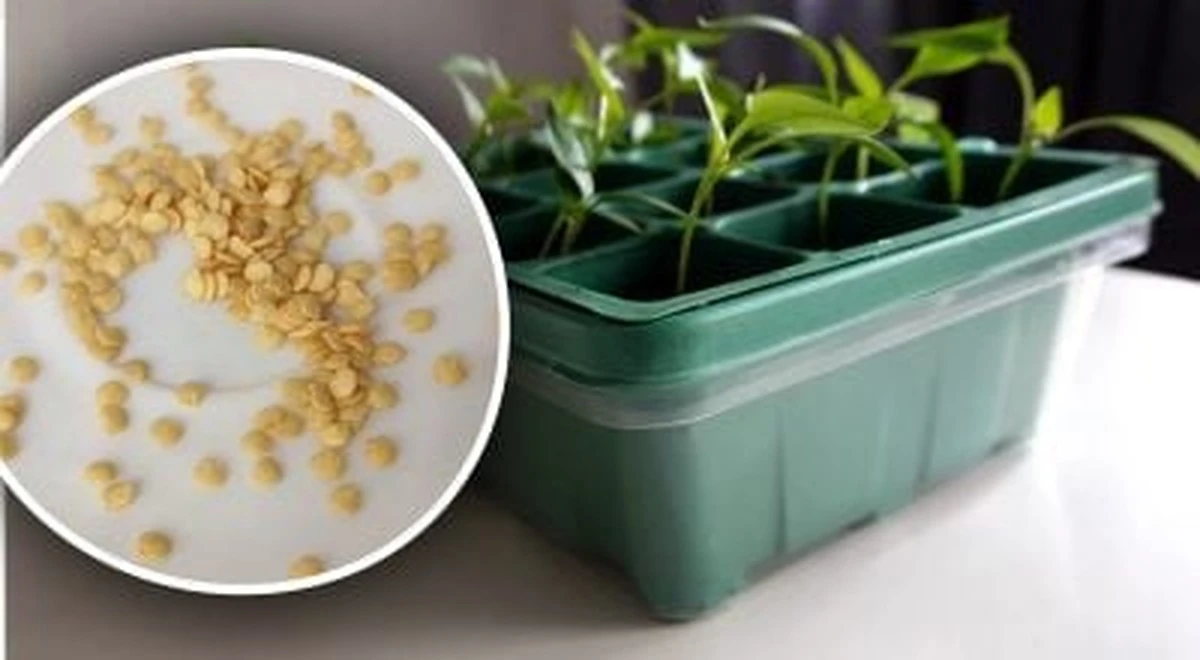 Proste sztuczki ogrodnicze: jak sprawić, by nasiona wykiełkowały szybciej