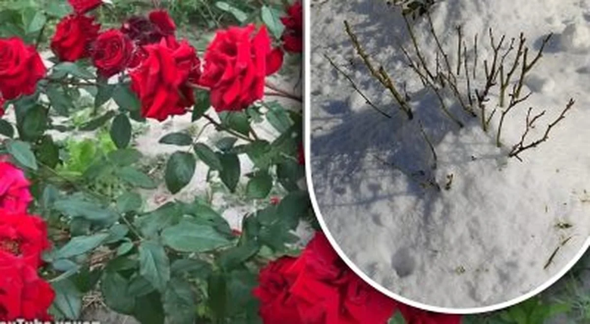 Powszechny błąd ogrodników: co niszczy róże zimą i jak ich chronić