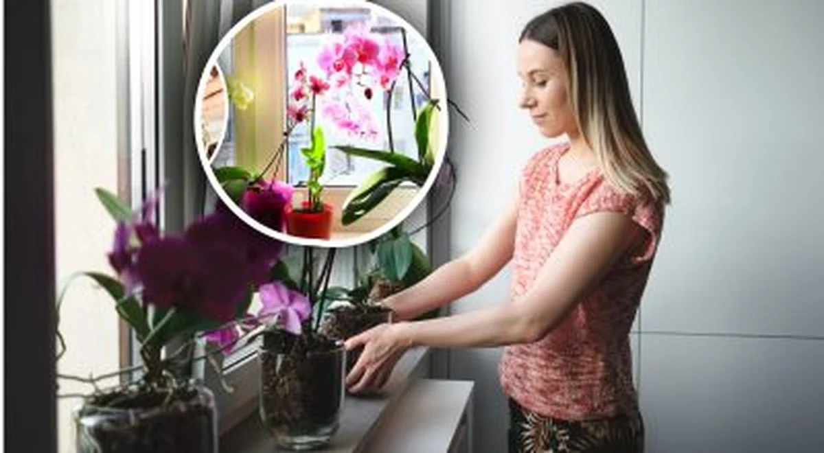 3 powody, dla których Twoja orchidea nie kwitnie – ekspert wyjaśnia, co robisz źle