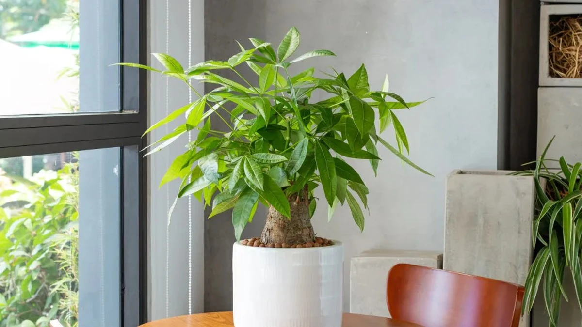 Awokado Hass i bananowce w kwietniu: metoda na przetrwanie bez gubienia liści