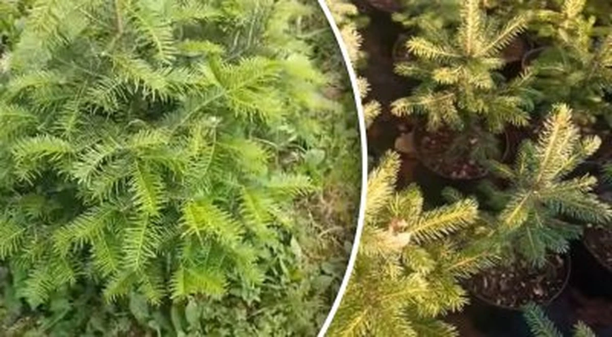 Utnij gałązkę, wyhoduj drzewo: łatwy sposób na własną sosnę w ogrodzie