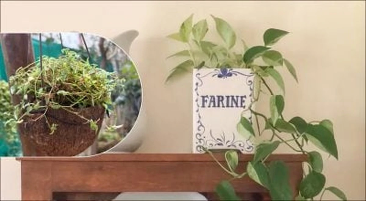 Nie wyrzucaj starych przedmiotów! Zaskakujące pomysły na doniczki, które odmienią Twój dom