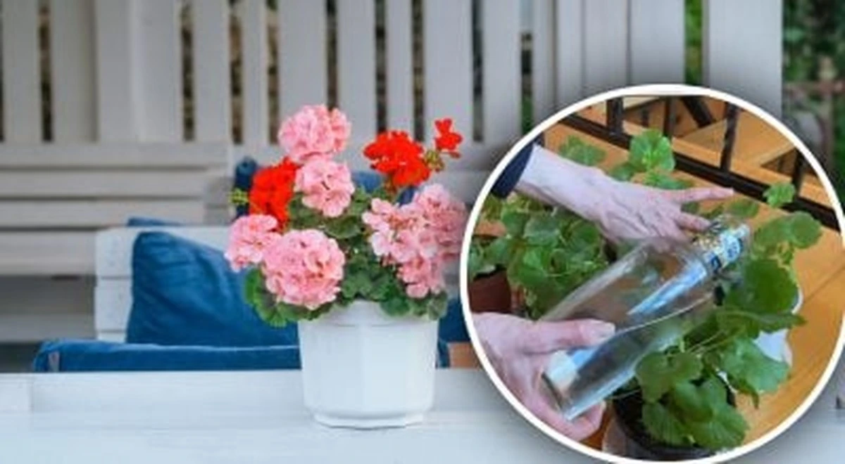 Domowe sposoby na kwitnące pelargonie zimą: prosty trik obudzi roślinę
