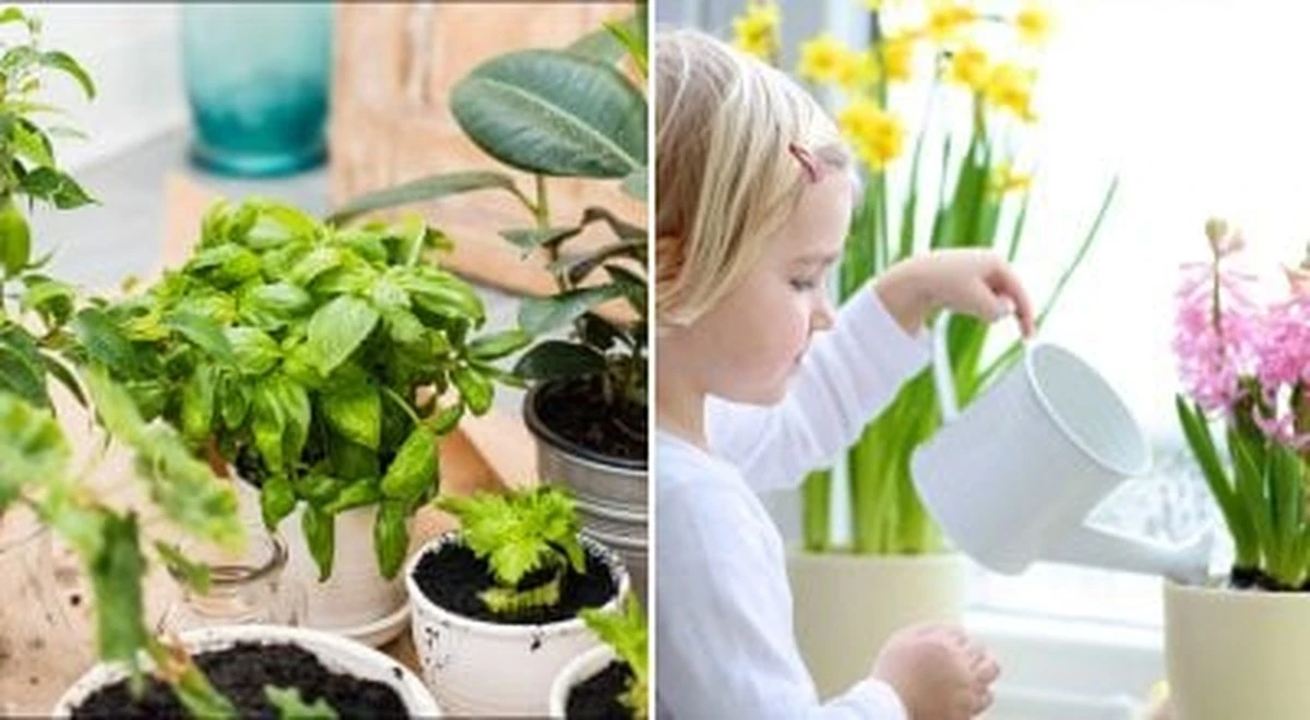 Wyczerpane kwiaty doniczkowe: 3 sprawdzone sposoby, by je uratować, gdy większość odpuszcza