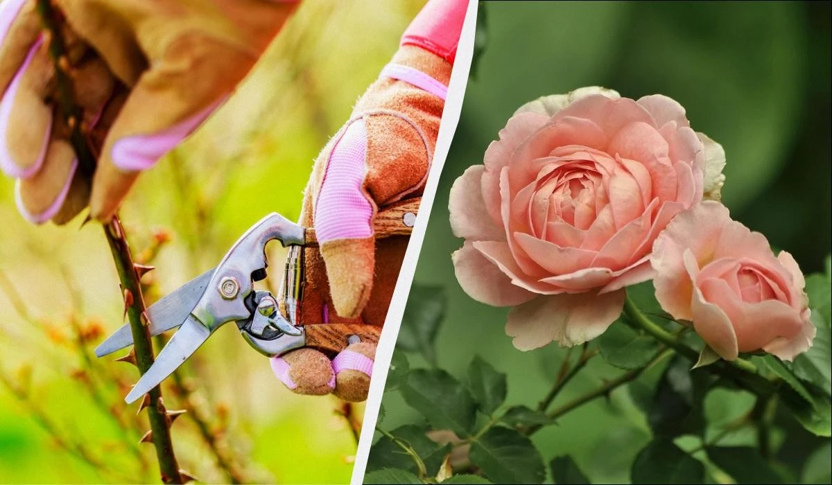 Kiedy ciąć róże na sadzonki? Eksperci zdradzają sekret rozmnażania krzewów zimą.