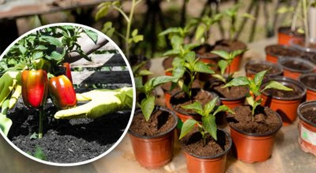 Jak obliczyć idealny czas siewu papryki na sadzonki: prosta metoda krok po kroku