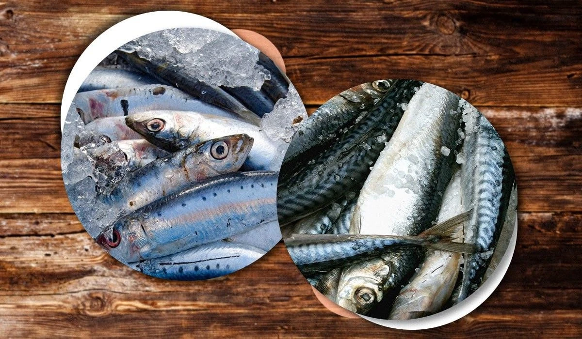 Jak rozpoznać idealną śledzia i makrelę? Eksperci zdradzają, co się liczy poza krajem pochodzenia